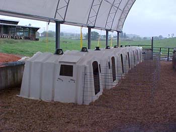 CALF HUTCHES 2