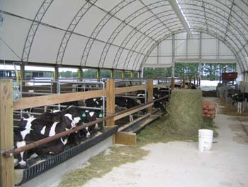 calf barns 001